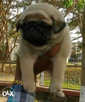 Brown And Black Pug Puppies available.