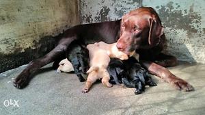 Chocolate Labrador Retriever With Puppies