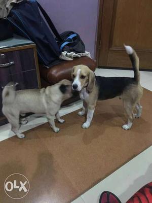 Cute male beagle puppy.5 month old.happygolucky