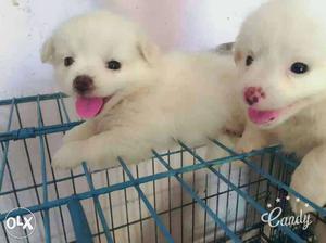 Cute toy size pomeiran puppies 35 days old very