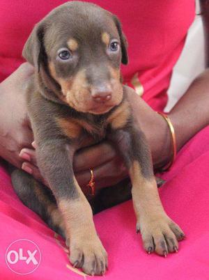 Dobber man puppies (Brown Tan Color)