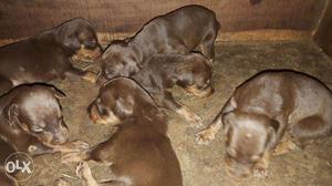 Doberman puppies