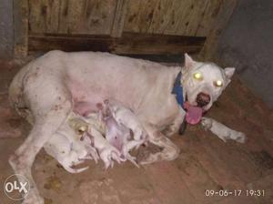 Dogo Argentino With Puppy Litter