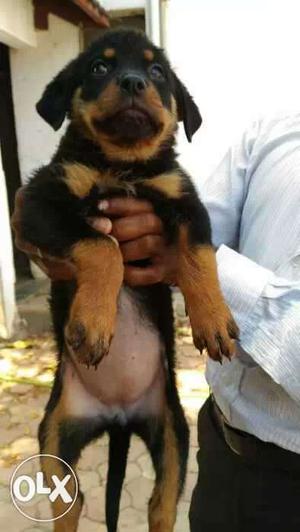 Excellent quality Rottweiler and Lhasa apso puppies for sell
