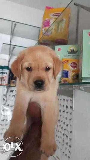 Extraordinary Labrador Puppy Available