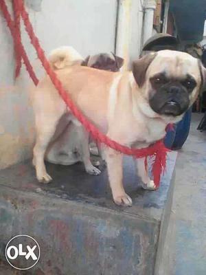 Fawn Pug In Kanpur