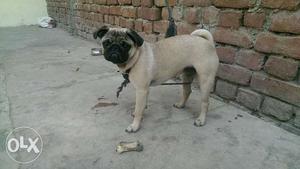 Female pug only 4 months old