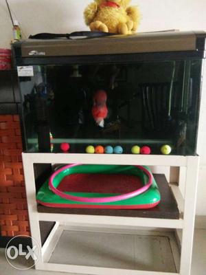 Fish Tank with Stand and Large Size Flower Horn