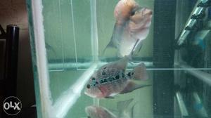 Flowerhorn Fish Female breeding fish
