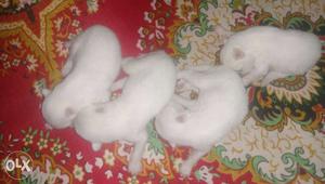 Four White Short Coated Puppy Litter
