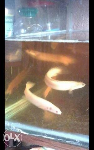 Four White snehal dragon Aquarius Fish