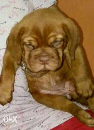 Frech mastiff pups available.. pure breed healthy