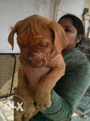 French Mastiff BB Puppies BB quality and best B