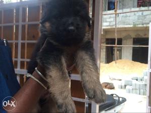 German shepherd puppy available in manoj pet shop