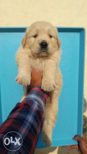 Golden Retriever puppies available in chennai