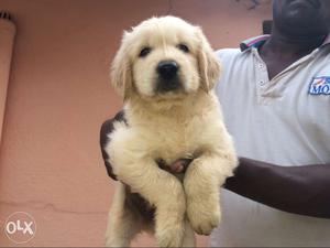 Golden retriever standard pure breed available in