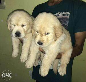 Golden retrievers​ puppies available.