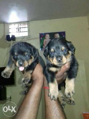 Good Quality Rott Welior Puppy Available
