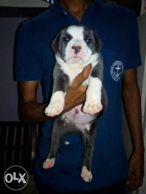 Gray And White Short Coated Puppy male female