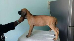 Great Dane puppies available championship lineage