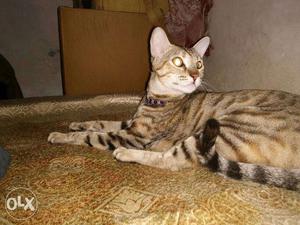 Greyish Bengal Kitten 2Years old