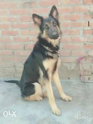 Gsd male nd Doberman female