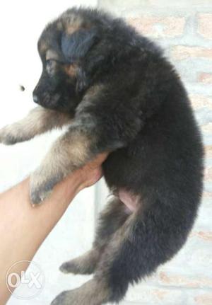 Gsd pup aa Logan curt age 32 day male and female