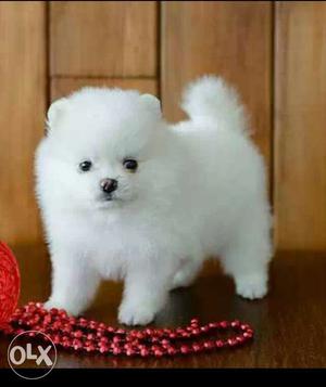 Healthy and beautiful pomerian puppy