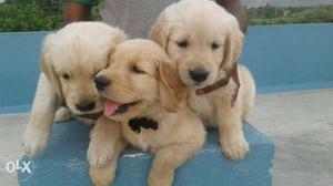 Healthy golden retriever puppies available