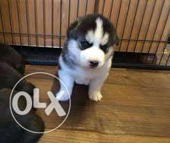 Healthy important quality Siberian Husky puppies