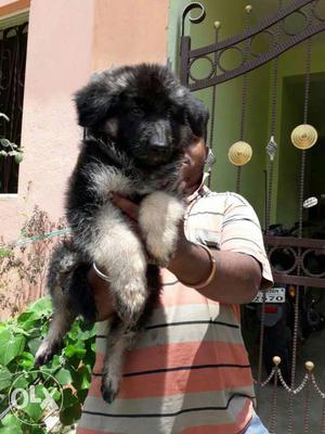 Huge Size German Shepherd Male Puppy.