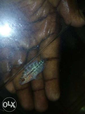 Imported flowerhorn babies available in cheap for