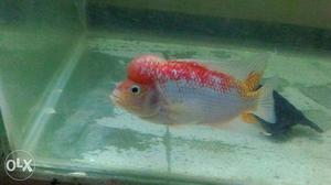 Imported golden yellow base flowerhorns available
