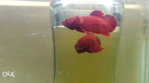 Imported halfmoon and plakat bettas available