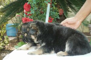 Indirapuram Pet shop Black-and-tan German Shepherd Puppies