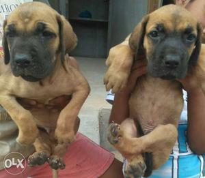 Indirapuram Pet shop Great Dane Puppies