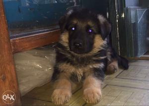Kennel Rottvilla offering German Shepherd Puppy