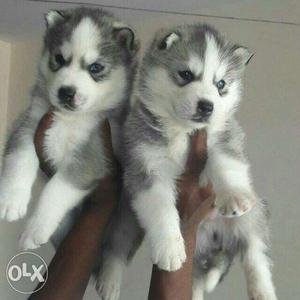 Kennel Rottvilla offering top husky puppies