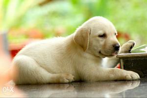 Kennel Rottvilla offering top quality lab puppies