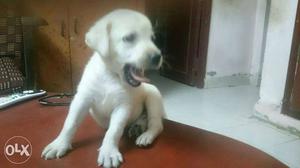 Lab male puppy for sale