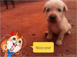 Labra dog male female puppies for sale