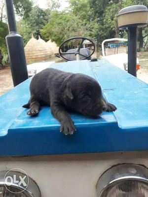 Labra dog pure male and female sell