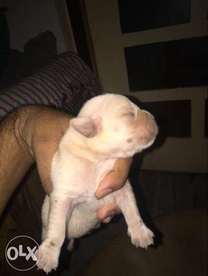 Labra puppies for sale