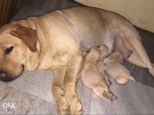 Labra puppies for sale
