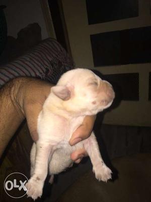 Labra pups available golden color