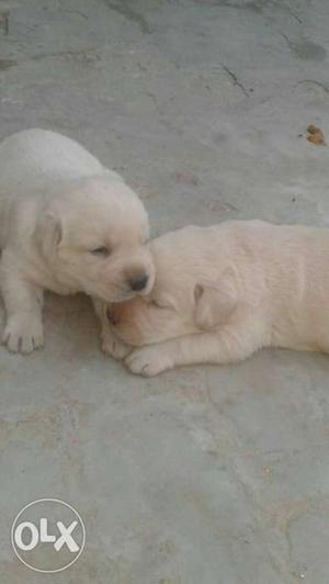 Labrador females puppy for sale
