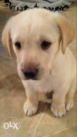 Labrador male pup pure breed sale in emergency
