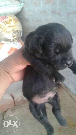 Labrador male puppy with high quality