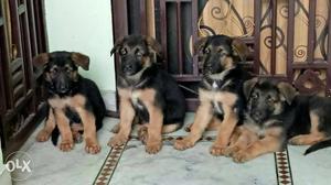 Labradour, golden Ritivier, German shefurt, rott