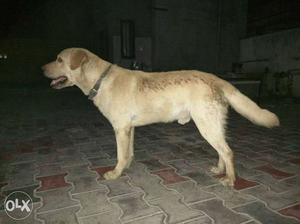 Labredor pure dog. Age 1year. Very friendly,